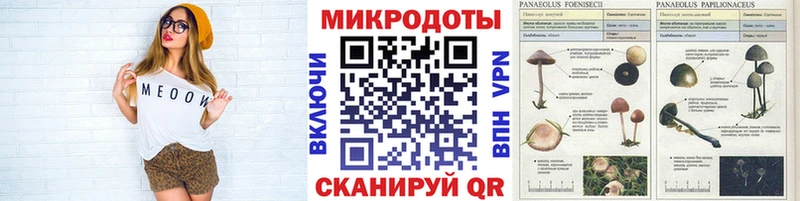МЕГА ONION Новозыбков Псилоцибиновые грибы Psilocybine cubensis