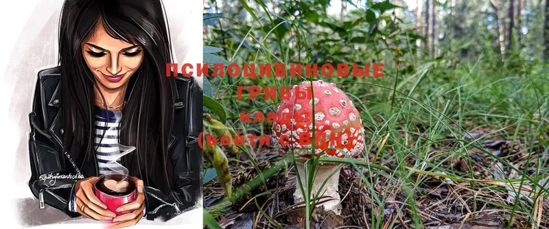 Галлюциногенные грибы MAGIC MUSHROOMS  Новозыбков 