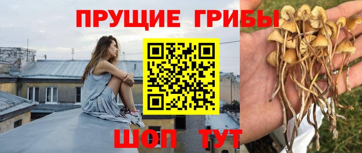 купить наркоту  Галлюциногенные грибы GOLDEN TEACHER  Новозыбков  Псилоцибиновые грибы MAGIC MUSHROOMS 